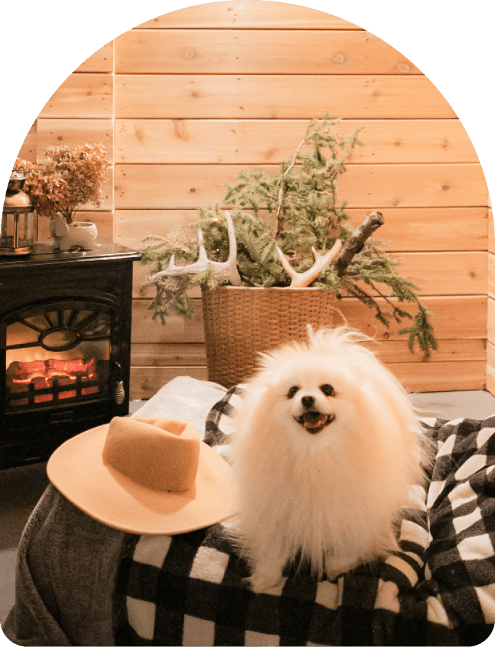 A fluffy white Pomeranian sitting on a cozy blanket in a charming, wood-paneled room with a fireplace and decor in the background, radiating warmth and comfort.