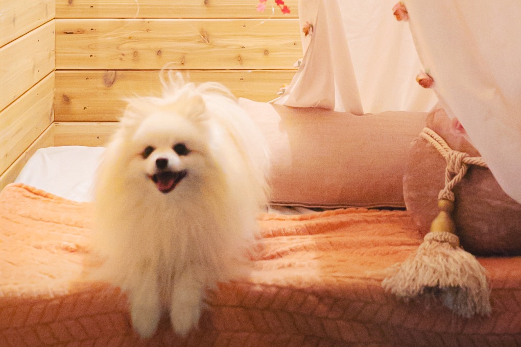A fluffy white Pomeranian sitting on an elegant bed with orange bedding and decorative pillows in a cedar-lined suite.